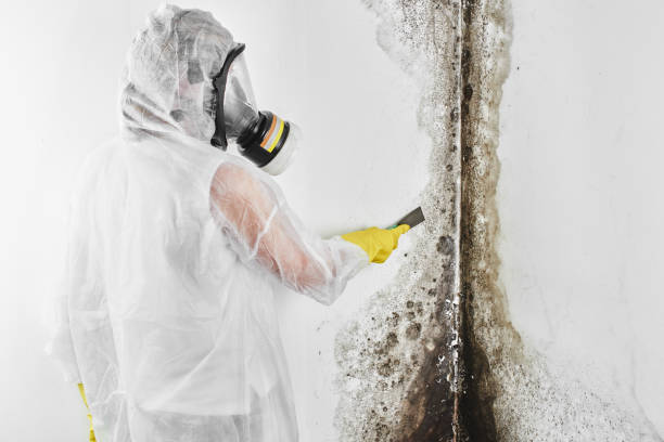 Best Kitchen Mold Remediation in Rochester, WI