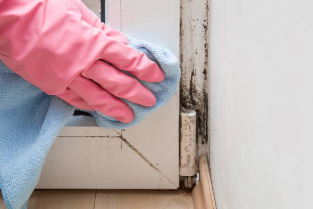 Best DIY Mold Remediation Support Services in Rochester, WI