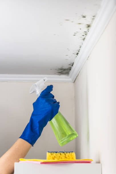 Best Preventive Mold Services in Rochester, WI