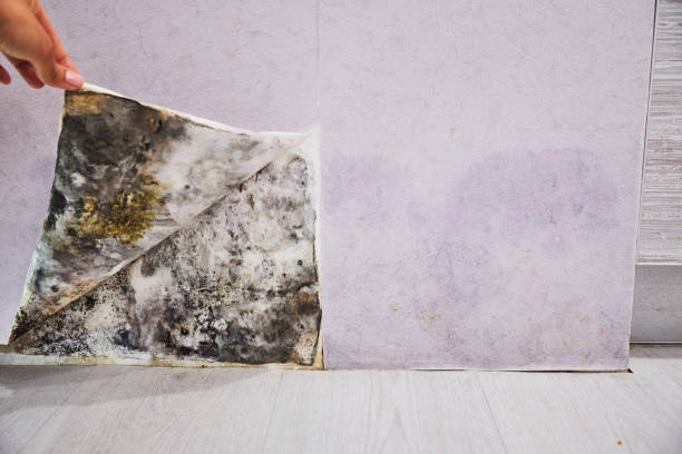 Best White Mold Remediation in Rochester, WI